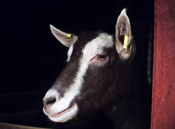 Kahverengi ve beyaz keçi ahşap çitin üzerinden bakıyor - Fotoğraf, Görsel