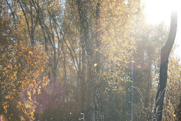 rehevän keltainen lehvistö puiden taustalla
 - Valokuva, kuva