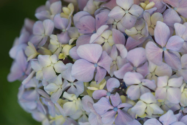 fialové hortenzie kvetoucí květiny na zelených keřích pozadí  - Fotografie, Obrázek