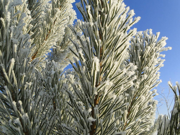 зимові засніжені гілки ялинок на зимовому фоні лісу
 - Фото, зображення