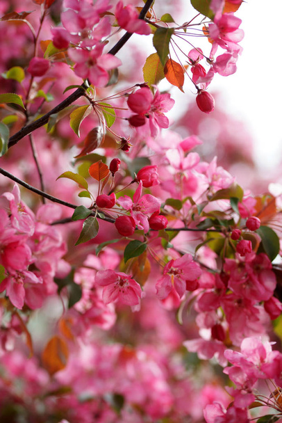 κλείσιμο ανθισμένων κλαδιών μηλιάς με λουλούδια στον οπωρώνα - Φωτογραφία, εικόνα
