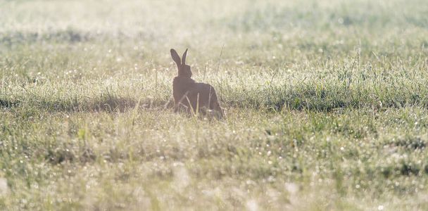 Silhouette de lièvre dans les pâturages brumeux tôt le matin
. - Photo, image