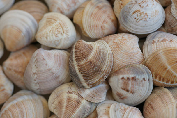 macro vista de conchas marinas de color orgánico en la playa
 - Foto, Imagen