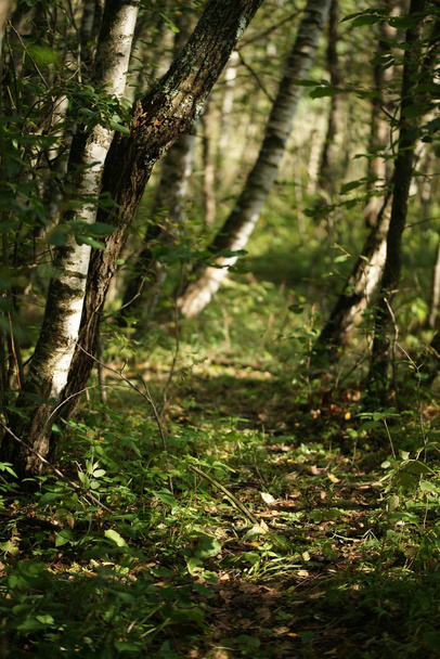forêt le matin - Photo, image