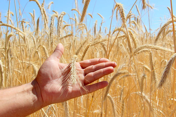 小麦の畑。男性の手は小麦の小穂を持っています。小麦を収穫するウクライナの自然. - 写真・画像