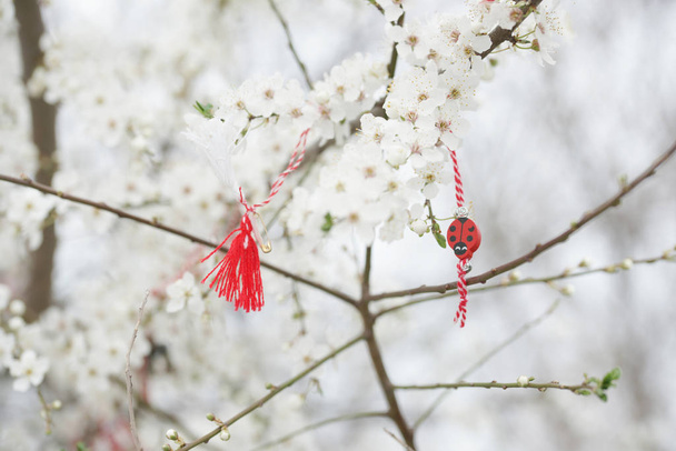 jabłonie drzewa owocowe gałęzie z białymi kwiatami i czerwone wstążki w tle sadu - Zdjęcie, obraz