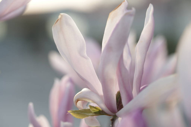 close up of pink magnolia flowers in the garden background - Photo, Image