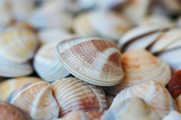 lots of colored seashells at the beach background - Photo, Image