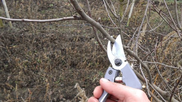 Spring agricultural works in a orchard. Cutting branching on fruit trees. Farmer pruning apple tree in orchard. - Photo, Image