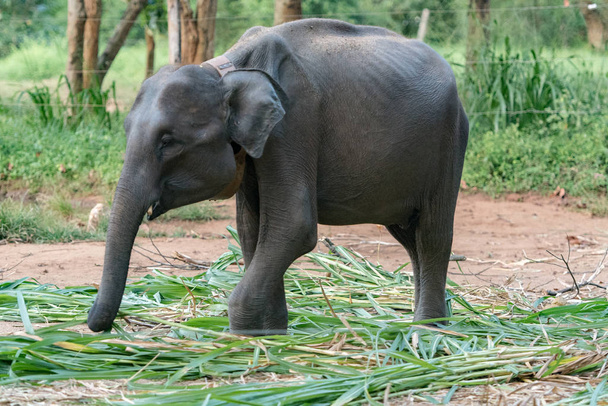 Srílanský uprchlický tábor slonů. "Udawalawe" Transit Home je útočištěm pro malé slony, většinou postižené tragickými incidenty.. - Fotografie, Obrázek