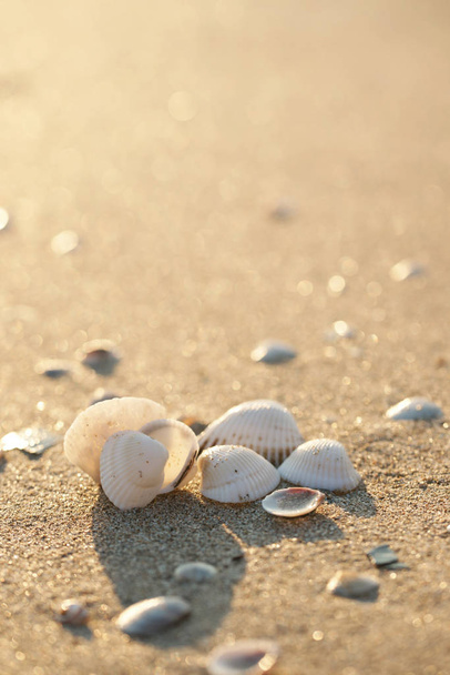 close up of seashells on the shore with beautiful sunlight - Photo, Image