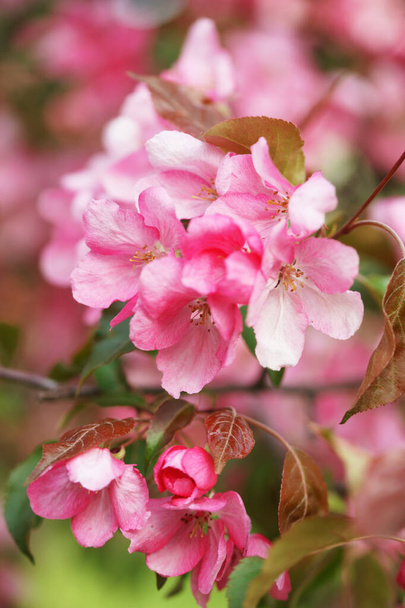 close up of flowering apple fruit trees branches with flowers in the orchard - Foto, imagen