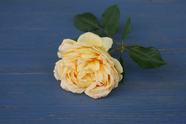 жовта квітуча запашна пишна троянда ізольована на дерев'яному синьому фоні
 - Фото, зображення