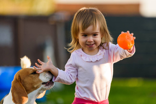 Küçük kız çocuğu, güneşli bir günde arka bahçede en iyi arkadaşı av köpeğiyle oynuyor.. - Fotoğraf, Görsel
