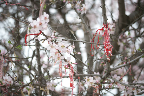 果樹園の背景に白い花と赤いリボンのりんごの木の枝 - 写真・画像