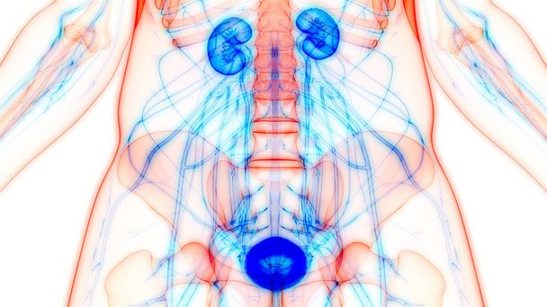 3D Illustratie van het menselijk lichaam Organen (nieren) - Foto, afbeelding