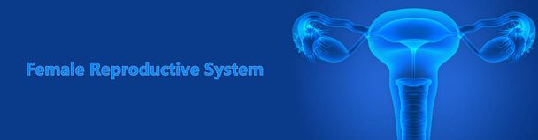 Anatomie ženského reprodukčního systému. 3D - Fotografie, Obrázek