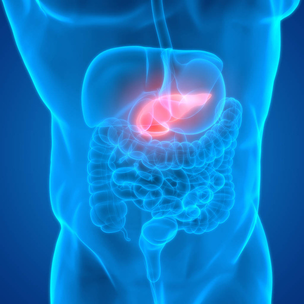 İnsan İç Sindirim Organı Pankreası Anatomisi. 3d - Fotoğraf, Görsel