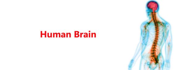 Κεντρικό όργανο του ανθρώπινου νευρικού συστήματος Ανατομία του εγκεφάλου. 3D - Φωτογραφία, εικόνα