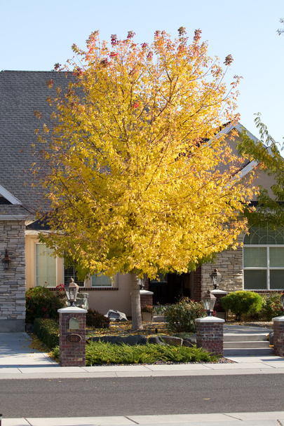 Кленове дерево з кольору осені - Фото, зображення