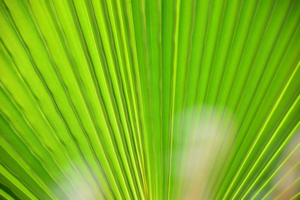 palm leaves, flora in nature, tree - Фото, зображення