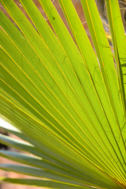 palm leaves, flora in nature, tree - Φωτογραφία, εικόνα