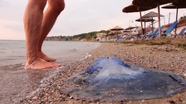 男の足が死んで、浅い海の水の中にクラゲを渡している観光客が死んで巨大な青いクラゲの死体で、浅い海の水を裸足で歩いて渡している。H.264ビデオコーデック - 映像、動画