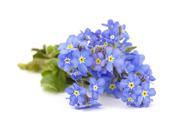 forget me not flowers - Photo, Image