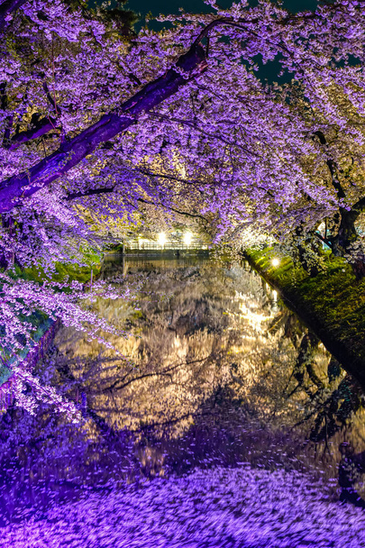 Το φεστιβάλ ανθών κερασιάς του πάρκου Χιροσάκι φωτίζεται τη νύχτα την άνοιξη. Ομορφιά πλήρη άνθιση ροζ λουλούδια sakura στο εξωτερικό τάφρο και τα φώτα φωτίζουν. Νομός Αομόρι, περιφέρεια Τοχόκου, Ιαπωνία - Φωτογραφία, εικόνα