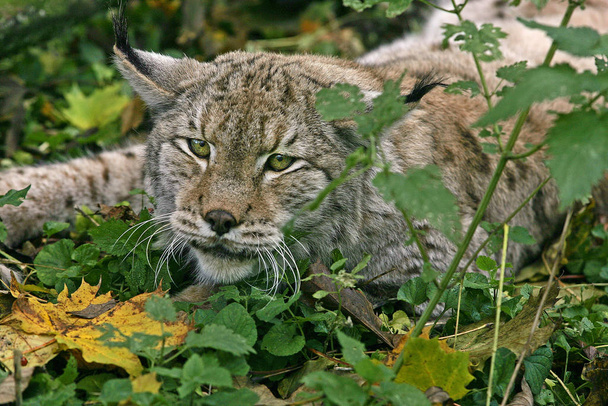 LYNX BOREAL  felis lynx - Fotografie, Obrázek