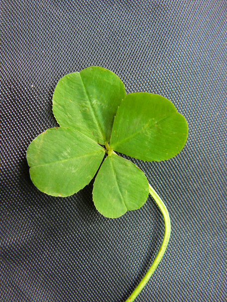 Green clover with four leaves - Foto, afbeelding