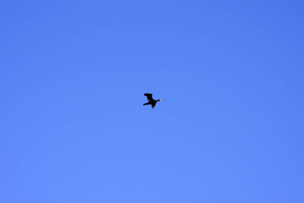 the photograph of a cormorant flying over the water. - Zdjęcie, obraz