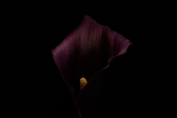 Close up view of purple calla flower isolated on black - Foto, Bild
