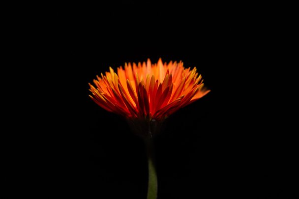 Close up view of orange flower of gerbera isolated on black - Foto, Bild