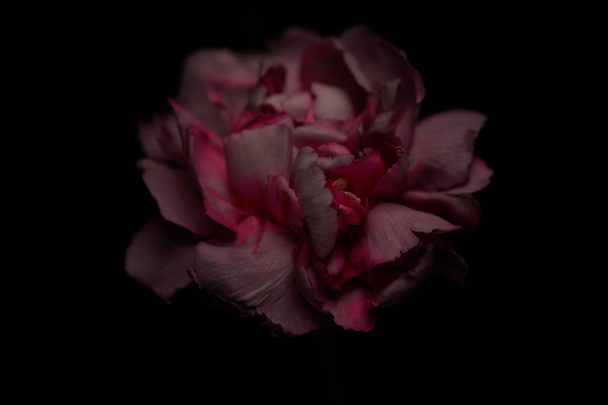 Widok z bliska różowe płatki kwiatu goździka izolowane na czarno - Zdjęcie, obraz