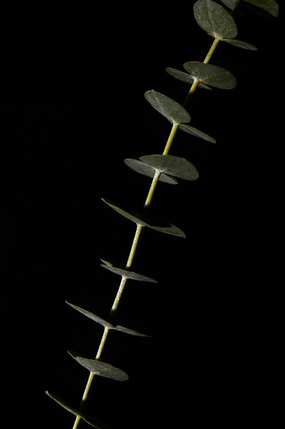 Крупним планом вид на бранч евкаліпта ізольований на чорному
 - Фото, зображення