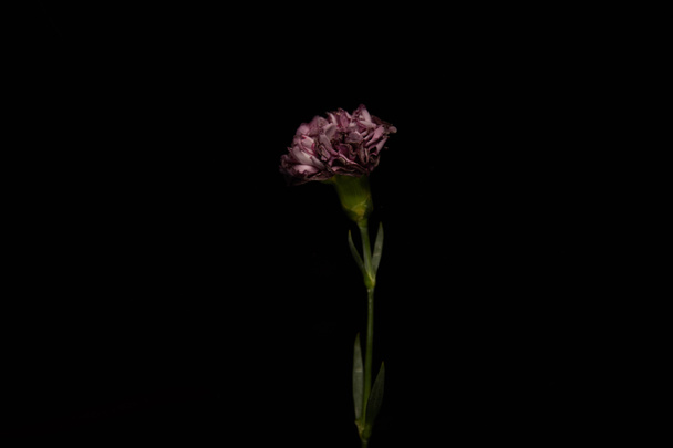 Clove flower with leaves isolated on black - Foto, Imagen