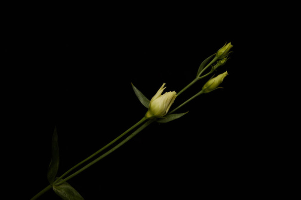 Eustoma flor con brotes aislados en negro
 - Foto, imagen
