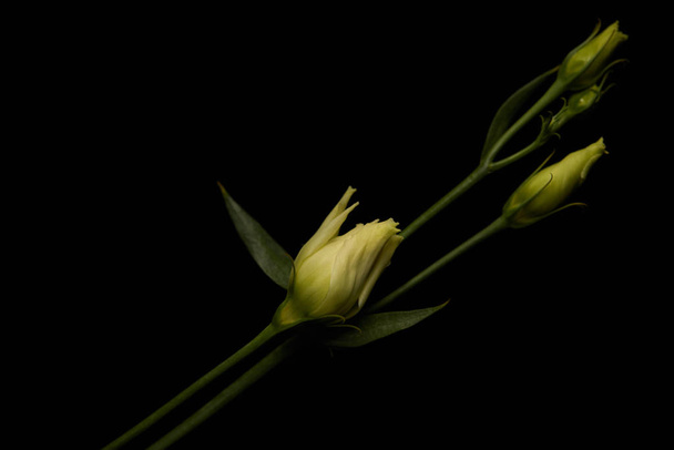 Close up view of eustoma flower with leaves isolated on black - Foto, Bild