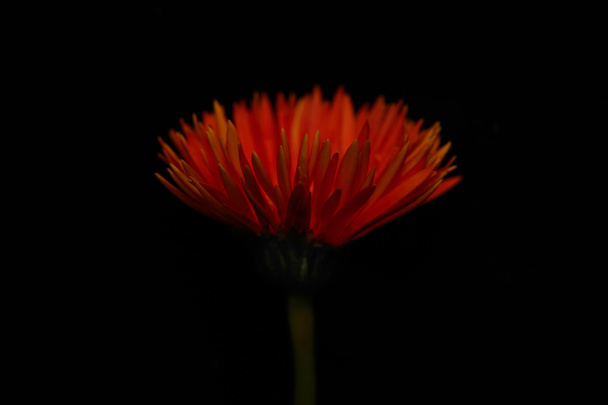 Κοντινή άποψη του λουλουδιού gerbera που απομονώνεται στο μαύρο - Φωτογραφία, εικόνα