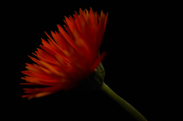Vista de cerca de la flor de gerberas anaranjada aislada en negro
 - Foto, imagen