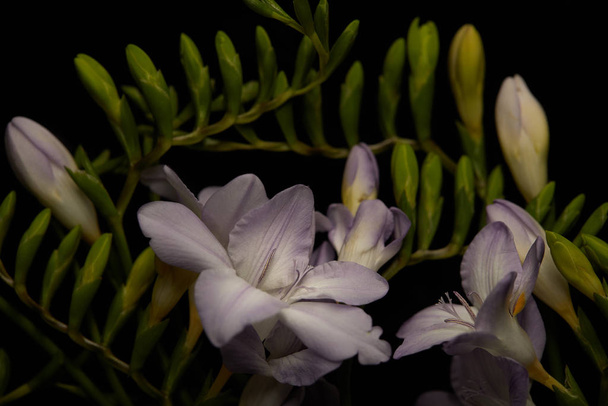 Flores lila de freesia con brotes aislados sobre negro
 - Foto, imagen