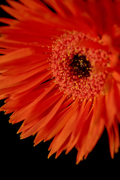 Close up view of gerbera with orange petals isolated on black - Photo, image
