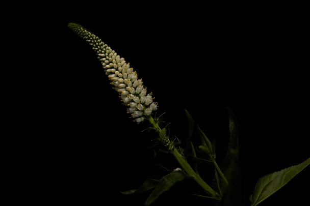 Plant with white flowers and leaves isolated on black - Φωτογραφία, εικόνα