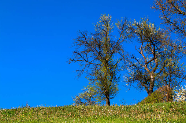 lonely tree in the field - Fotografie, Obrázek
