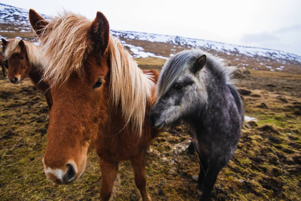 A closeup of Icelandic Horses in a field covered in the snow and grass under a cloudy sky in Iceland - Фото, изображение