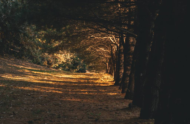 Foresta in autunno con alberi e un sentiero erboso-buono per uno sfondo fresco
 - Foto, immagini