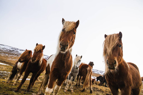 A low angle view of Shetland Ponies in a field covered in the grass and snow in Iceland - Foto, Imagem