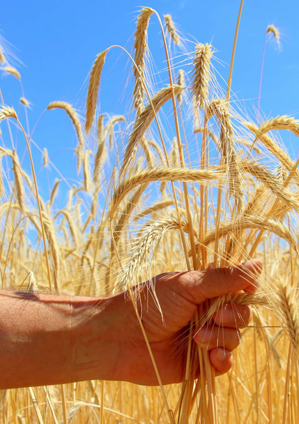 Campos de trigo. A mão masculina segura espiguetas de trigo. Colheita de trigo. A natureza da Ucrânia
. - Foto, Imagem