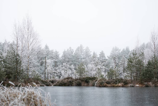 A mesmerizing view of a winter forest with pine trees covered with frost on a foggy day in Norway - 写真・画像